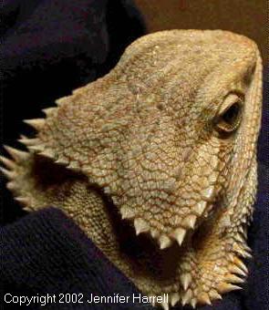 L'œil pariétal des dragons barbus se fond bien dans leur coloration. Photo de J. Harrell utilisée avec autorisation.