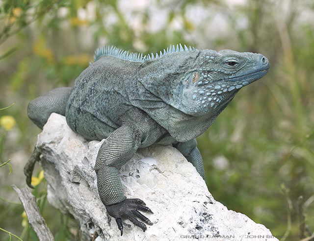 IMAGE(http://www.anapsid.org/images/blue-iguana-jbinns.jpg)