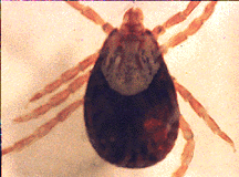 D. andersonii - adult Rocky Mountain Wood tick