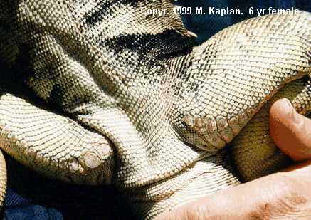 Photo of a female iguana's femoral pores.