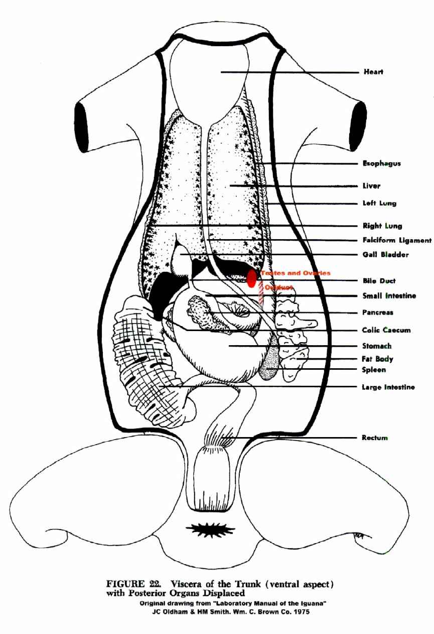 Drawing showing iguana organs.