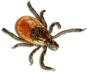 Ixodes pacificus tick - bringing you Borrelia, Babesia, Bartonella and Ehrlichiam on a mammal or bird near you.