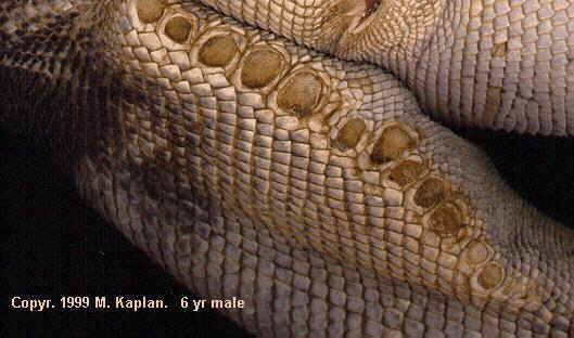 Photo of a male iguana's femoral pores.