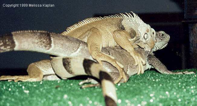 reptile mating