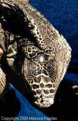 La grande macchia bianca sulla testa di questa iguana è il suo occhio parietale.'s head is her parietal eye.