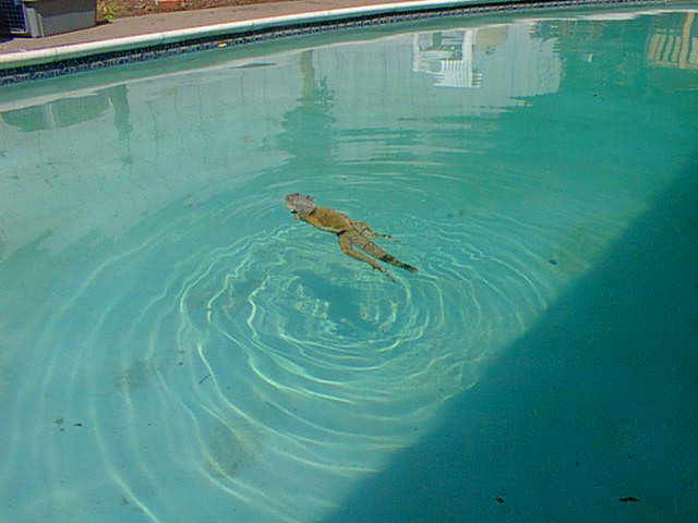 Green iguana swimming in pool