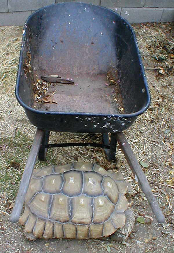 Buddy and wheelbarrow, view 1