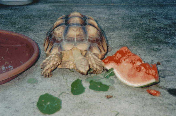 Sulcata Tortoise Growth Chart