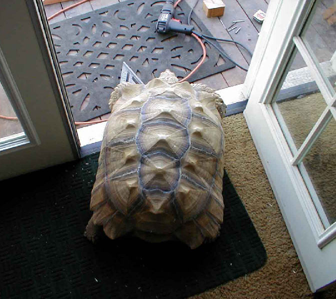 African Sulcata Tortoise Growth Chart