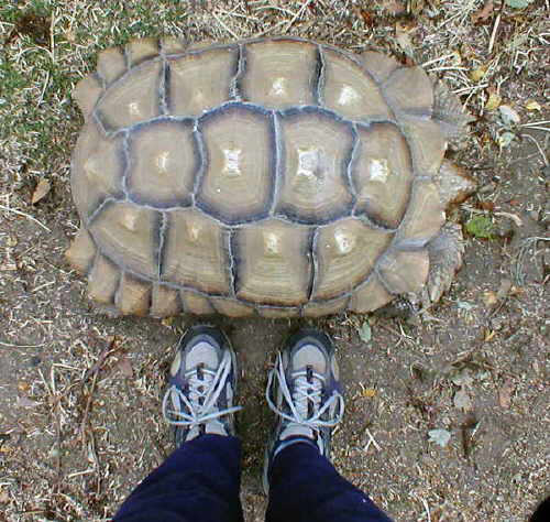 Sulcata Tortoise Size Chart