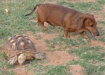 Sulcata and dog, 2002