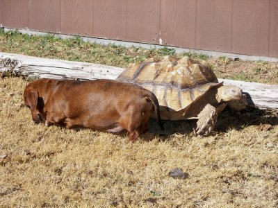 Same sulcata and same dog, 2006