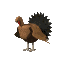 Jumping Turkey graphic