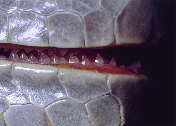Close-up photograph of green iguana teeth.