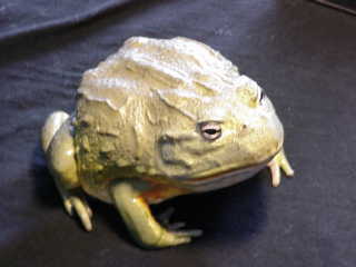 African Bullfrog.  Photo, by Terry Gampper, of his ~10 year old, 9" bullfrog named Spot.