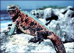 Amblyrhynchus cristatus is the only iguana that depends on a marine environment.