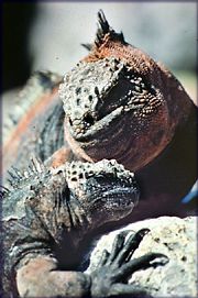 A pair of Galapagos marine iguanas basking.