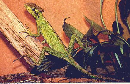 Casque-headed (cone-headed) Iguana (Laemanctus sp.)