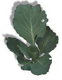 Collard greens are deep green, leaves fairly thick, with hard stems.   (Photo copyright 1998 Berea College.)