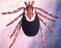 D. variabilis - American dog tick