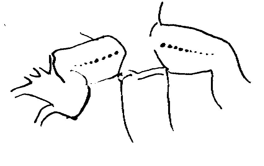 Drawing of a female iguana's femoral pores.