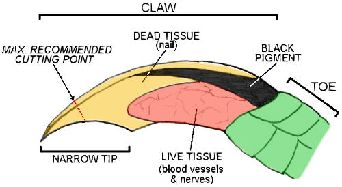 Diagram of iguana claw, by Adam Britton