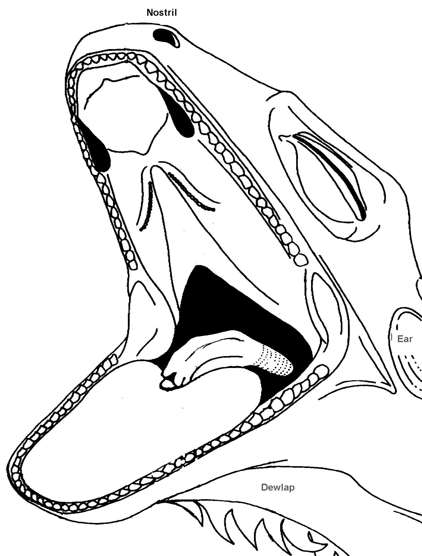 Drawing of inside of green iguana mouth. This drawing is an image map: click on the main structures to find out what they are.