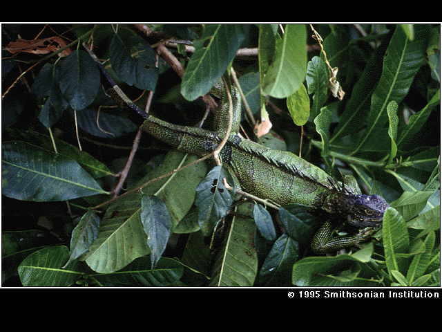 3 ft green iguana in Panamanian rainforest canopy.