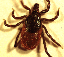 I. pacificus - Western black-legged tick