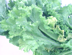 Mustard greens are lighter green in color than collards.  They have a slightly sandy texture to the leaves.  Mustards come in a flat leafed variety and in a curly edged form.  Both are suitable for herbivores and omnivores.  (Photo copyright 1998 Oregon State University)