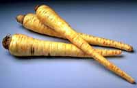 Parsnips are available year round in many areas; in others, they are scarce in the winter.  The root is scrubbed free of dirt and shredded raw for serving herbivores and omnivores.  (Photo copyright 1998  Wegmans Produce)