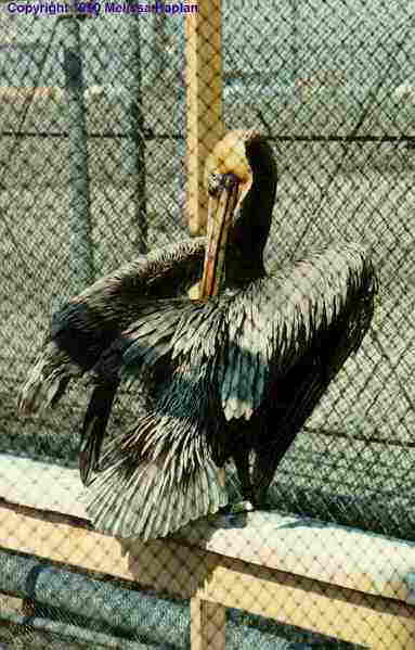 This pelican is busy waterproofing his feathers, using his beak to straighten and align all his feather quills and coat them with body oil birds produce through a special gland. His yellow plastic identification tag is barely visible behind his spread tail feathers. 