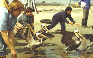 Free at last! The joy on the volunteers' faces mirrors, we believe, the birds' feeling of being released back into the wild after several weeks or more in the oil spill recovery facility. 