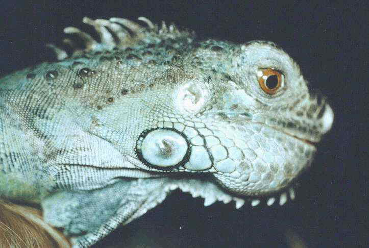 Photo of 3 yearf old green iguana with the skull deformation typical of prolonged severe metabolic bone disease.
