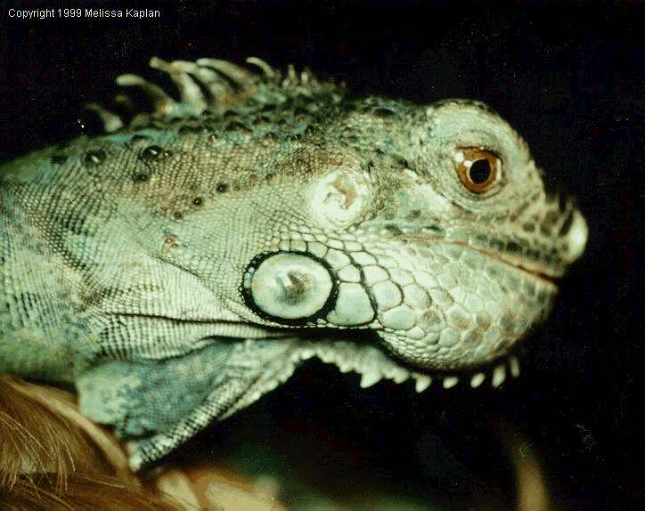 The foreshortened skull and swollen lower jaw on this 3 year old green iguana are typical of fibrous osteodystrophy. 