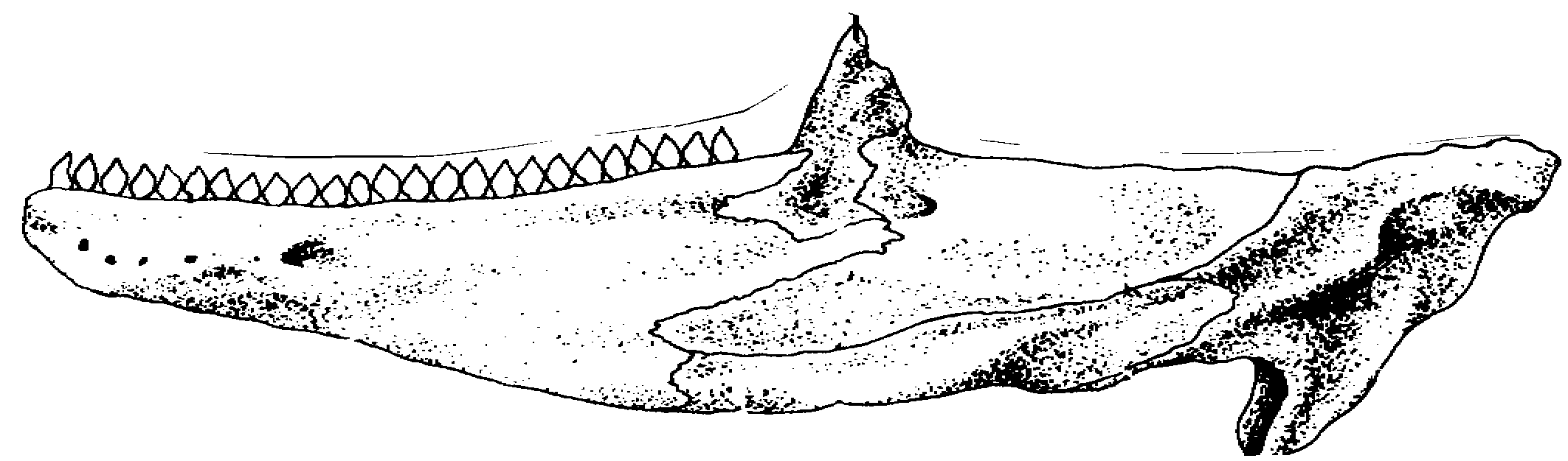 Drawing of green iguana jawbone with teeth.