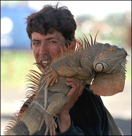 Adult green iguana with arms trussed to body to prevent escape and struggle, being sold on the streets in Nicaragua.