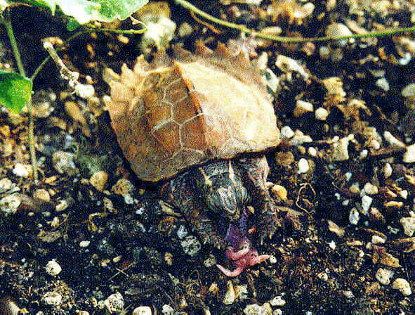 Tobago eats a mouse pink.