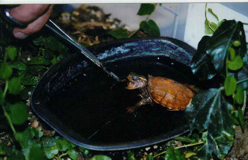 Here is Tobago getting a worm. He doesn't seem to be able to zero in on them very well any more, so the worm is held for him allowing him to see it, track it, and grab it.