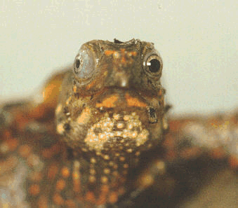 This photo of Tobago's two eyes clearly shows the difference in color, overall size, and size of the pupil. Copyright © 2000 by Melissa Kaplan