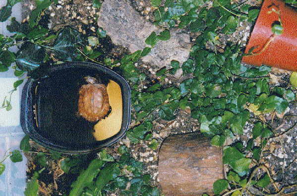 A predator's-eye-view of Tobago's enclosure.