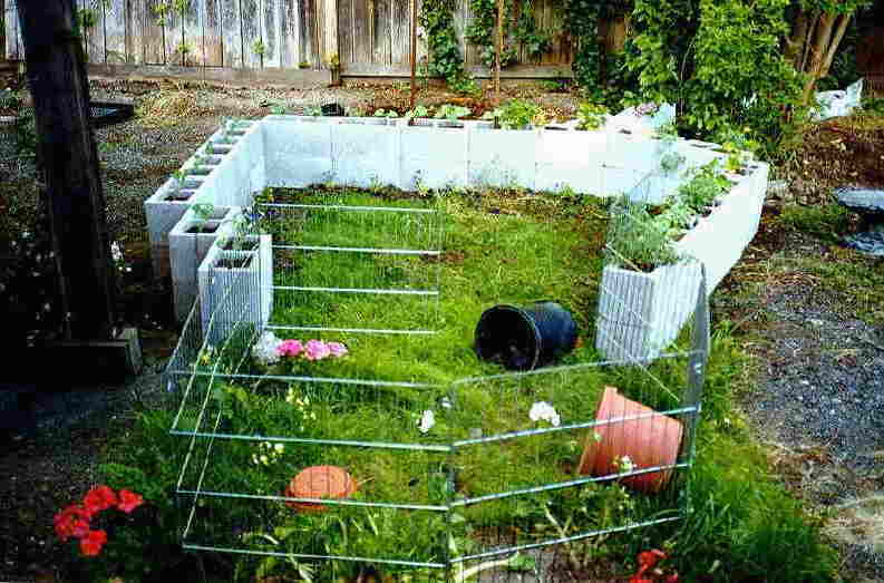 The newly installed tortoise area after the first spring rains.